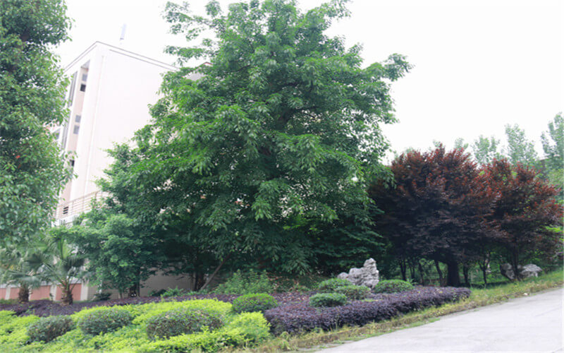 重慶安全技術(shù)職業(yè)學(xué)院金融服務(wù)與管理專業(yè)在重慶招生錄取分數(shù)(歷史類)：312分