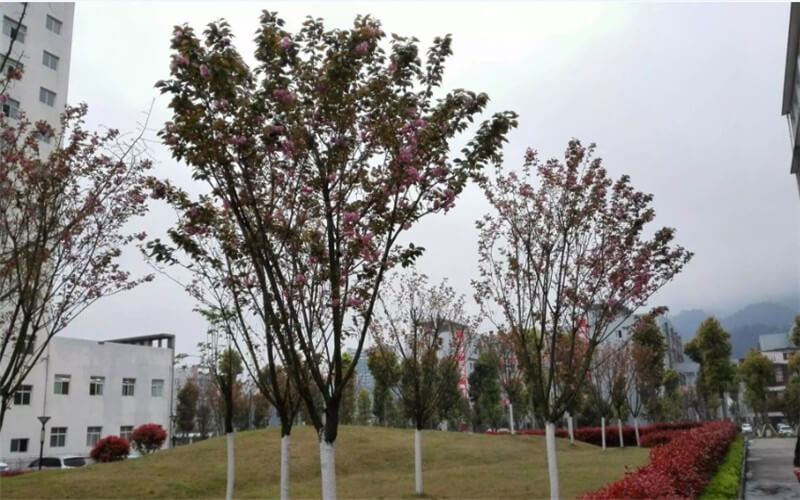 2023年重慶旅游職業(yè)學(xué)院在廣西招生專業(yè)有哪些？學(xué)費(fèi)是多少？