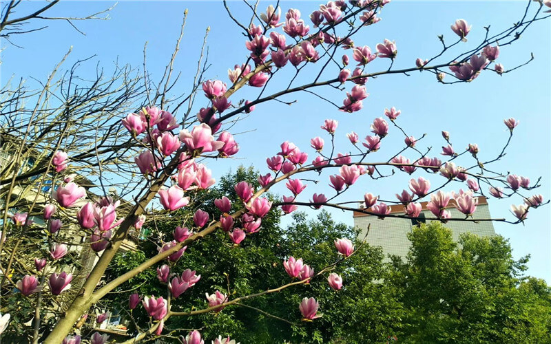 2023年重慶考生多少分可以上重慶三峽職業(yè)學(xué)院物聯(lián)網(wǎng)應(yīng)用技術(shù)專業(yè)？