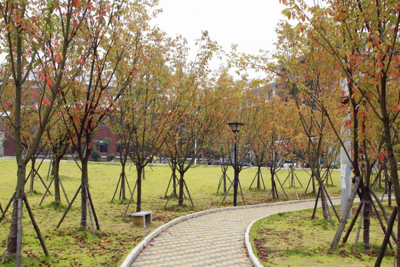 貴州財(cái)經(jīng)大學(xué)財(cái)務(wù)管理（中外合作辦學(xué)）專業(yè)錄取分?jǐn)?shù)線【天津高考綜合】