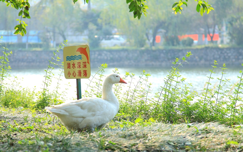 東莞理工學(xué)院社會(huì)工作專(zhuān)業(yè)錄取分?jǐn)?shù)線【河北高考?xì)v史類(lèi)】