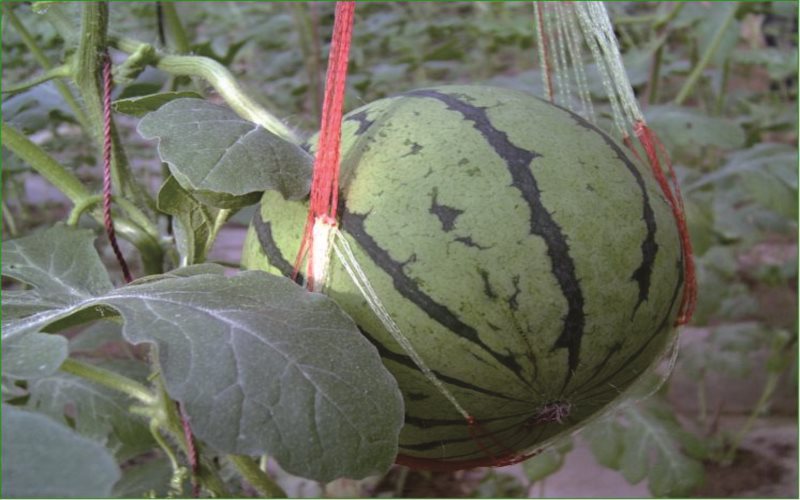 2024考生參考：2023吉林農(nóng)業(yè)科技學(xué)院植物保護(hù)專業(yè)在山東招生錄取分?jǐn)?shù)及錄取位次