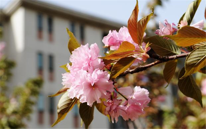 河南財(cái)經(jīng)政法大學(xué)財(cái)務(wù)管理專業(yè)錄取分?jǐn)?shù)線【天津高考綜合】