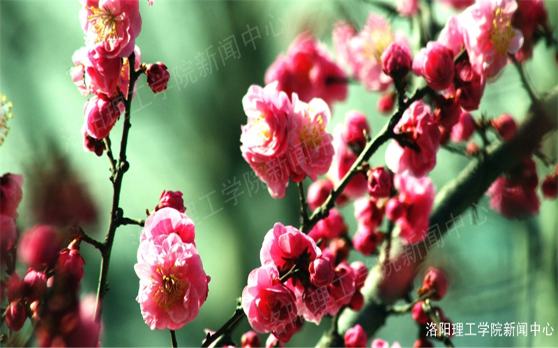 2022年洛陽(yáng)理工學(xué)院在江西招生專業(yè)及招生人數(shù)匯總（2023考生參考）