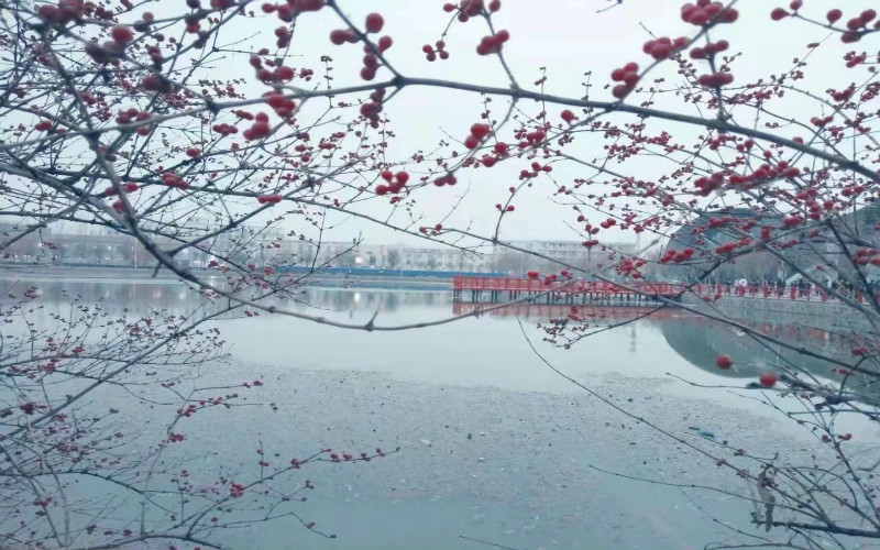 天津渤海職業(yè)技術學院建設工程監(jiān)理專業(yè)在內蒙古招生錄取分數(shù)(文科)：185分
