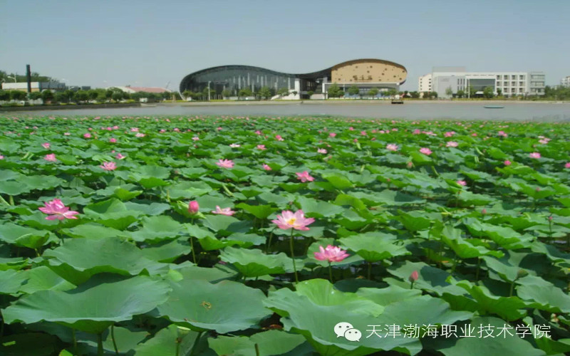 天津渤海職業(yè)技術(shù)學(xué)院安全技術(shù)與管理專業(yè)錄取分?jǐn)?shù)線【天津高考綜合】