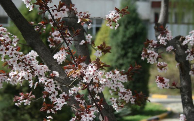 陜西機(jī)電職業(yè)技術(shù)學(xué)院大數(shù)據(jù)技術(shù)專業(yè)在河北招生錄取分?jǐn)?shù)(歷史類)：405分