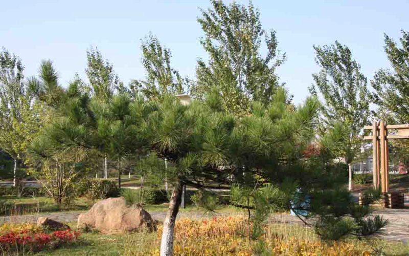 黑龍江生態(tài)工程職業(yè)學(xué)院園林工程技術(shù)專(zhuān)業(yè)錄取分?jǐn)?shù)線(xiàn)【黑龍江高考理科】