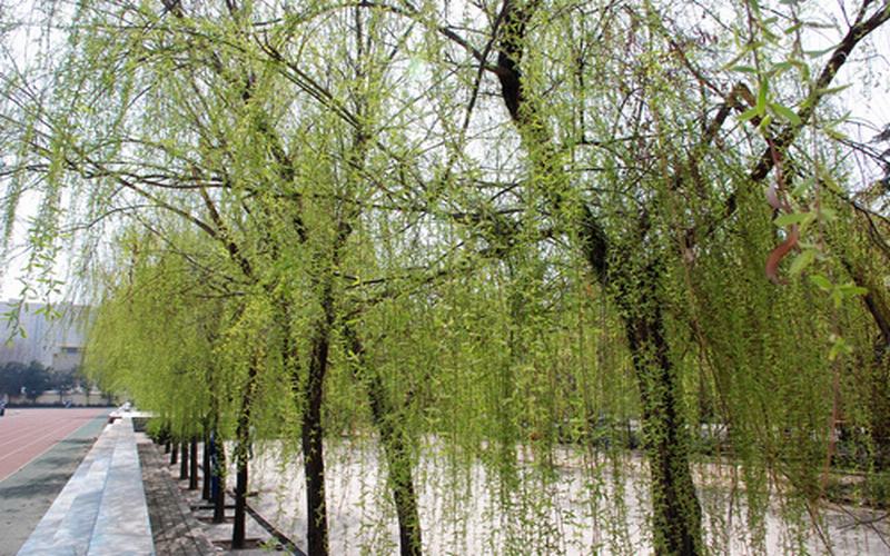 【2023高考參考】西安建筑科技大學(xué)華清學(xué)院2022年河北招生專業(yè)及招生計劃一覽表