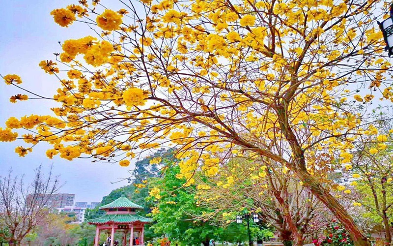 2023年華南農(nóng)業(yè)大學(xué)在湖北招生專業(yè)及招生人數(shù)匯總