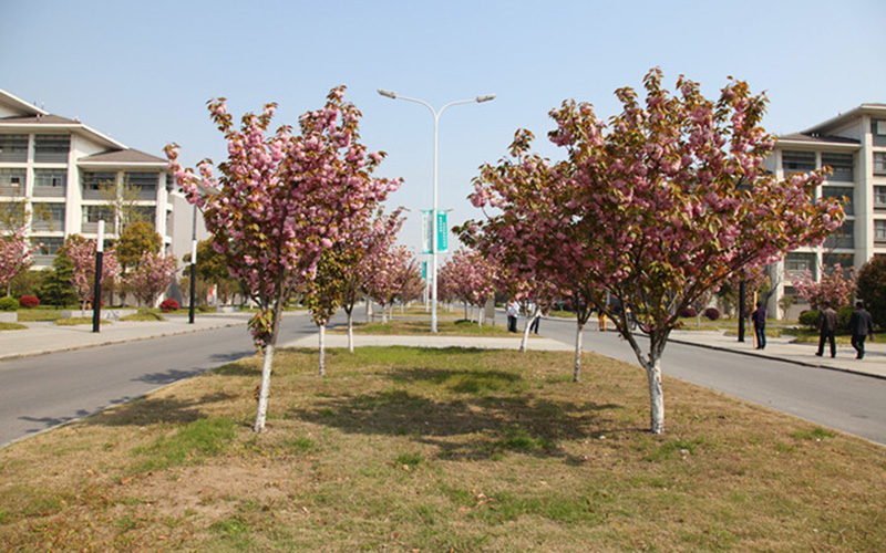 南京郵電大學(xué)通達(dá)學(xué)院物聯(lián)網(wǎng)工程（嵌入式培養(yǎng)）專業(yè)在重慶招生錄取分?jǐn)?shù)(物理類)：460分