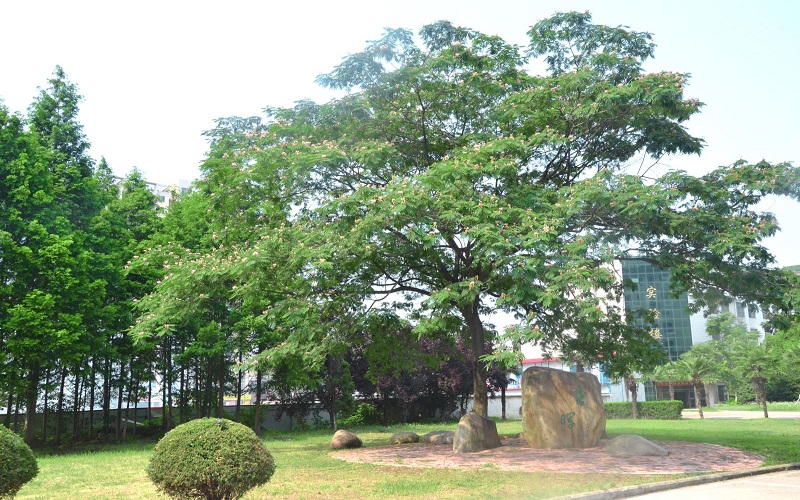2023年安徽交通職業(yè)技術(shù)學(xué)院各歷史類專業(yè)在河北招生分?jǐn)?shù)是多少？