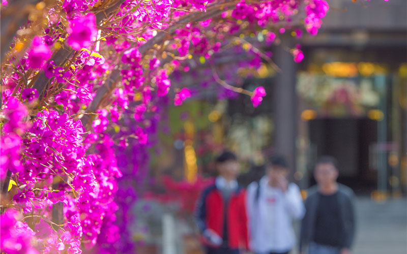 多少分可以上攀枝花學(xué)院？攀枝花學(xué)院2022年在廣西各招生專業(yè)錄取分?jǐn)?shù)匯總