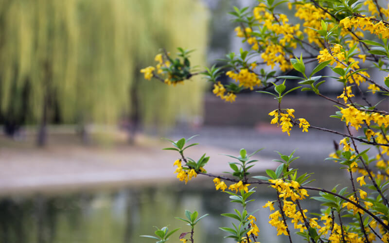 南陽(yáng)理工學(xué)院動(dòng)畫(huà)專業(yè)在河南招生錄取分?jǐn)?shù)(藝術(shù)理)：239分