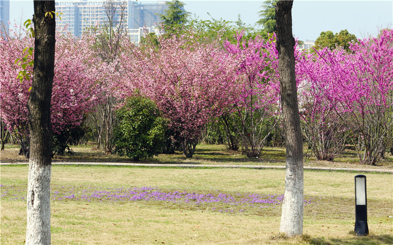2023年常州信息職業(yè)技術(shù)學(xué)院在安徽招生專(zhuān)業(yè)及招生人數(shù)匯總