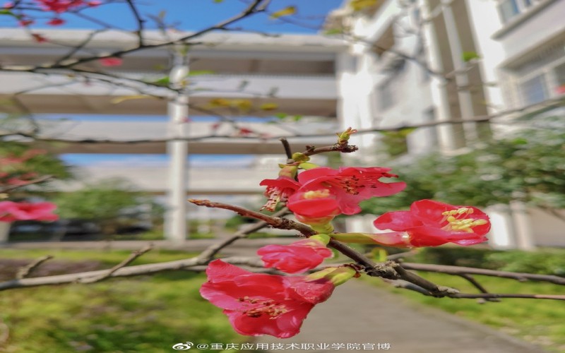 2023年重慶考生多少分可以上重慶應(yīng)用技術(shù)職業(yè)學(xué)院信息安全技術(shù)應(yīng)用專業(yè)？