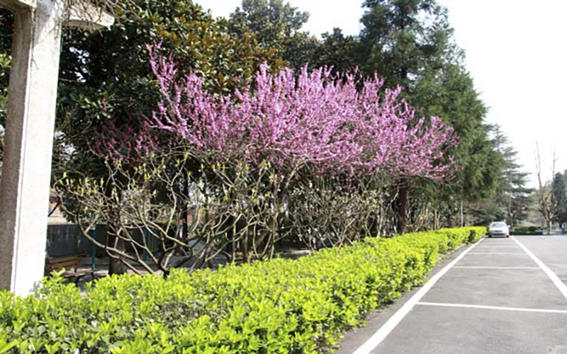 貴州航天職業(yè)技術(shù)學(xué)院高速鐵路客運(yùn)服務(wù)專(zhuān)業(yè)錄取分?jǐn)?shù)線【四川高考文科】