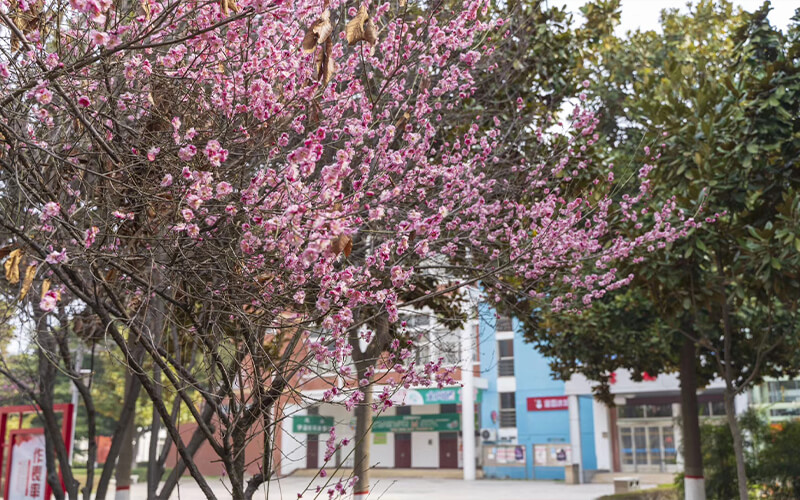 河南工業(yè)職業(yè)技術(shù)學(xué)院機(jī)電一體化技術(shù)專業(yè)在遼寧招生錄取分?jǐn)?shù)(物理類)：355分